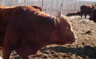Мясной кластер в Акмолинской области с мощностью 37 тыс. голов и инвестициями 16,4 млрд тенге