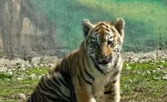 Рост посещаемости Алматинского зоопарка на 23% в праздничные дни на фоне рождения трех амурских тигренков