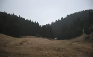 В Кегенском районе Алматинской области высажено более 1 миллиона хвойных деревьев для восстановления лесов