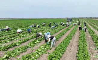 Крестьянское хозяйство "Кылышбек" экспортировало первую партию раннеспелой капусты в Россию