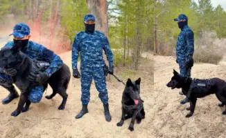 Служебные собаки в области Абай раскрыли 31 дело с начала года