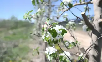 Рост яблоневых садов в Алматинской области: влияние на аграрный сектор и туристическую привлекательность региона