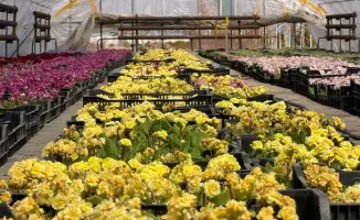 Зеленые зоны Алматы: от сквера до бюджета участия!