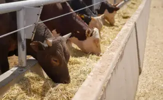 Готовим 50 тысяч КРС: Туркестанская ферма будущего!