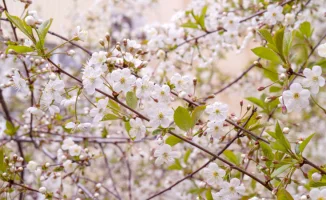 Международный прогноз погоды: Астана в тумане, Алматы в тепле - что ждать 11-13 апреля