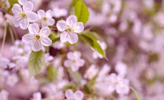 Погода в Казахстане: Астана ожидает тепло, Алматы столкнется с дождями и градом 17-19 апреля