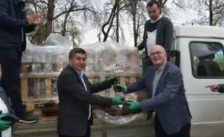 Казахстан получил 7000 подвоев яблони из Нидерландов для улучшения садоводства