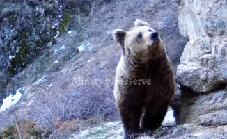 Фотоловушки зафиксировали бурых медведей, вышедших из спячки в Алматинском заповеднике