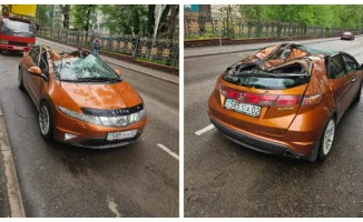 Дерево решило стать водителем: авто под его весом