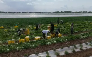 Аграрии Туркестанской области собрали первый урожай капусты за 45 дней благодаря своевременному поливу