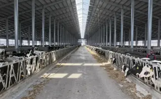 Северо-Казахстанская область: новый лидер в производстве молока с элитным скотом