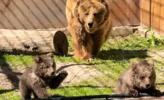 В Алматинском зоопарке с радостью сообщают о рождении медвежат тянь-шаньских бурых медведей
