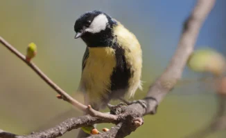 Астана и Алматы: весенний вальс погоды в первых днях апреля