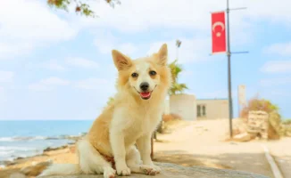 Казахстан: Бродячие животные под защитой, как в Турции?