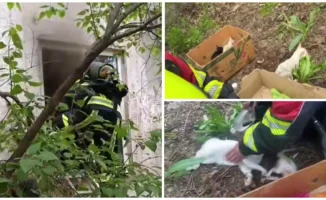 Пожарные Алматы спасли кошек с котятами из огня на улице Боткина