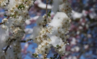 Казахстан в плену весенних морозов: синоптики предсказывают ледяное дыхание природы на 9-11 апреля