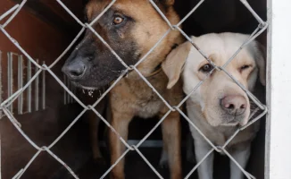 Массовое умерщвление бродячих животных: манипуляции и новые сроки содержания в Мажилисе