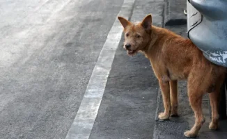 Токаев: Забота о бродячих собаках — не дрова для разжигания конфликтов