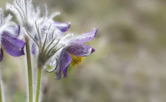 Потепление в Астане и Алматы: синоптики прогнозируют комфортные условия на выходные