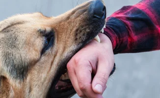 Каждый час в Казахстане фиксируют пять нападений собак, депутат Едил Жанбыршин озвучил данные