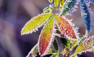 Социальные изменения в Казахстане: Поворот в деле Жанабыловых и новые тенге вызывают общественный интерес