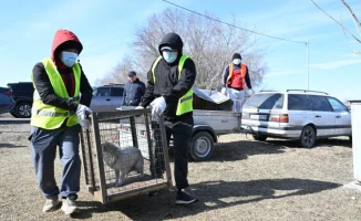 Новые правила по отлову животных в Казахстане: как изменения в законе могут повлиять на судьбу бездомных питомцев