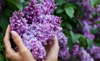 Весна в Казахстане: штрафы за уничтожение сирени напоминают о важности сохранения природы