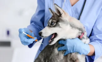 Депутаты Сената Казахстана предложили изменить подход к определению бродячих животных, утверждая, что отсутствие владельца должно быть основным критерием, а не наличие чипа. Это вызвало споры о новом законе, который предполагает, что животные без чипа не 