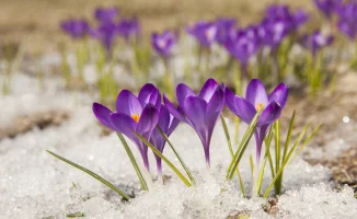 В Казахстане побит температурный рекорд, установленный 109 лет назад, в марте 2026 года наблюдались резкие колебания температуры: от сильных морозов в начале месяца до аномального тепла к его концу.