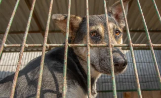 Экономия бюджета: новые правила усыпления животных в Казахстане