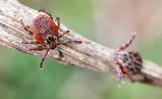 Сезон клещей в Алматы: 78 пострадавших и куда обращаться при укусе