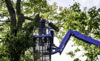 Ограничение высоты деревьев в Алматы до 7 метров: как это повлияет на экологию и городской ландшафт?