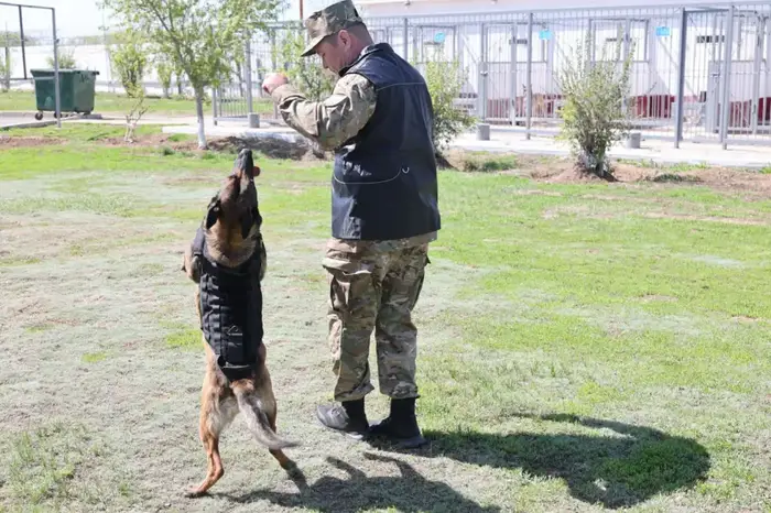 В Национальной гвардии служат более тысячи четвероногих защитников (2)