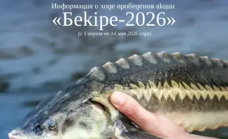 Рыбная акция «Бекіре-2026»: 912 нарушений в регионе