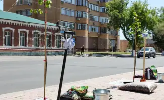В Павлодаре высаживают новые деревья: уже более 600 лип и планы на 17 тысяч саженцев к 2026 году