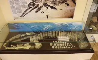 Как ученые Западного Казахстана изучают морских рептилий юрского периода