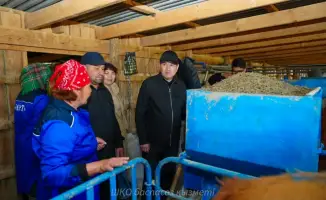 Симментальские коровы в к/х «Кайрат» обеспечивают молоко для «Восток-Молоко» с жирностью 4,3%